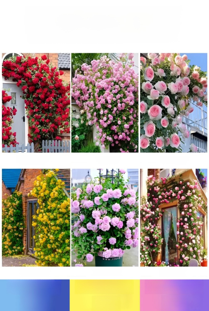 【ดอกบานตลอดปี】เมล็ดพันธุ์กุหลาบเลี้อยสีสัน