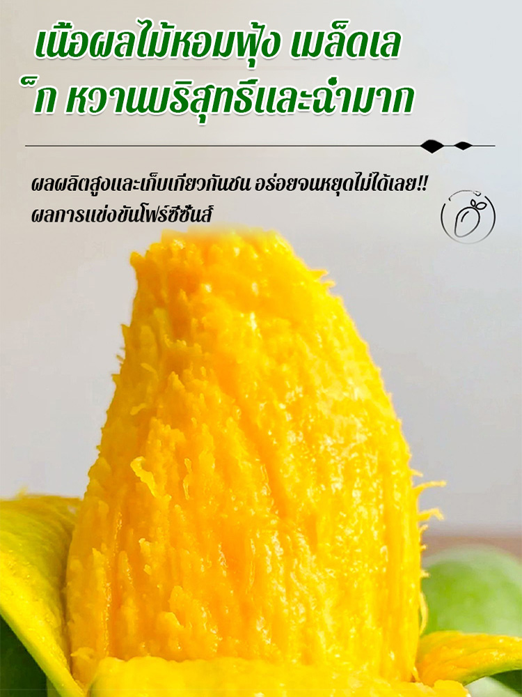 【หวานเหมือนน้ำหอม】ต้นกล้ามะม่วง