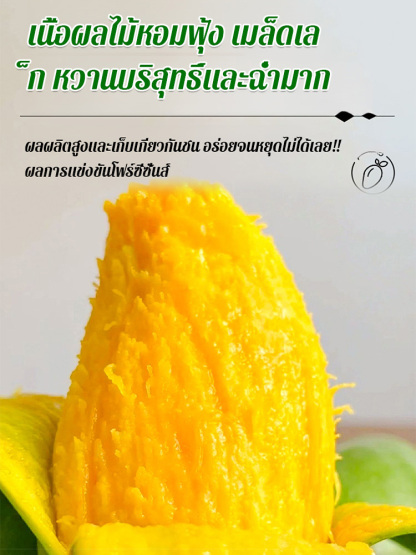 【หวานเหมือนน้ำหอม】ต้นกล้ามะม่วง