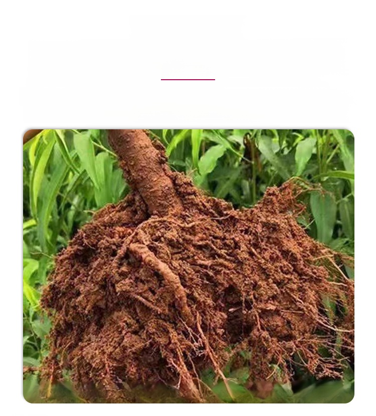 翻译件-JC-正宗血桃树苗-1226598-系统_06.jpg