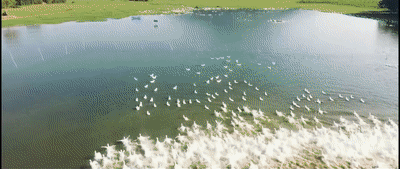 10.gif