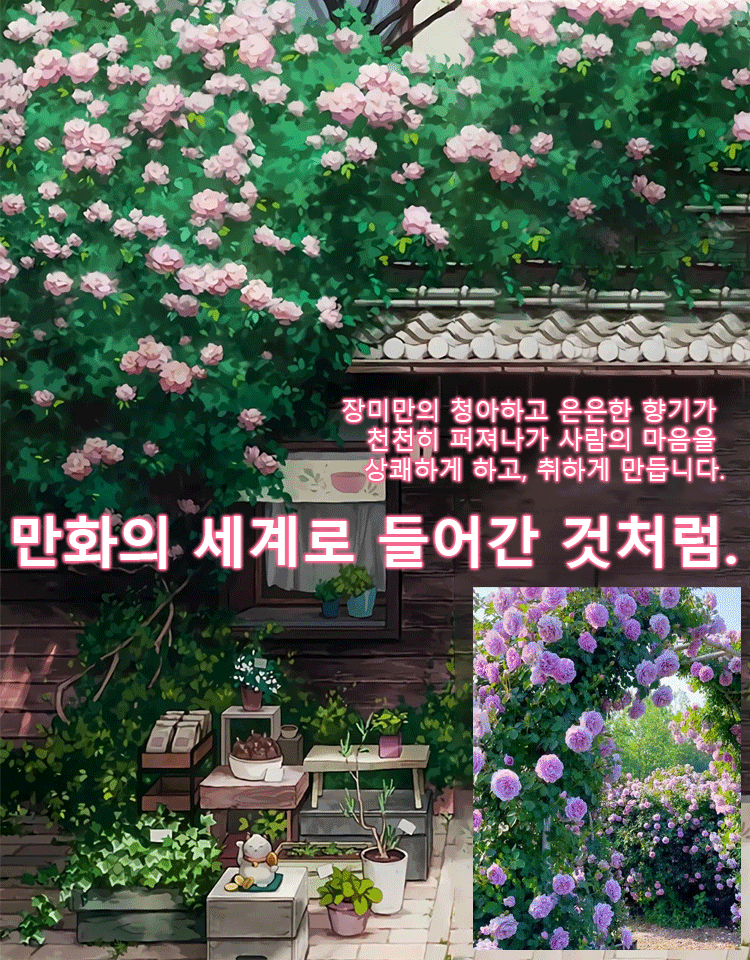 [🌺사계절 파종 덩굴장미 씨앗]10개 49,900원, 생존율, 개화율 99.99%, 재배 방법은 매우 간단하며, 화분에 심거나 걸어둘 수 있습니다.