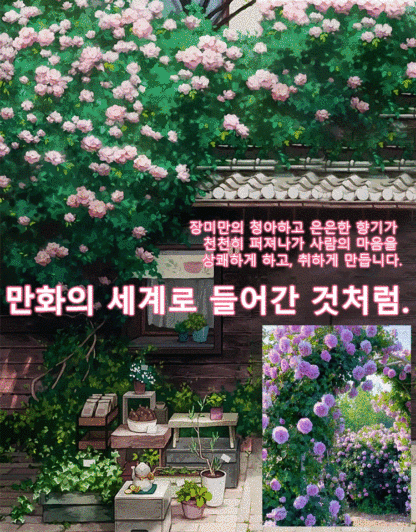 [🌺사계절 파종 덩굴장미 씨앗]10개 49,900원, 생존율, 개화율 99.99%, 재배 방법은 매우 간단하며, 화분에 심거나 걸어둘 수 있습니다.