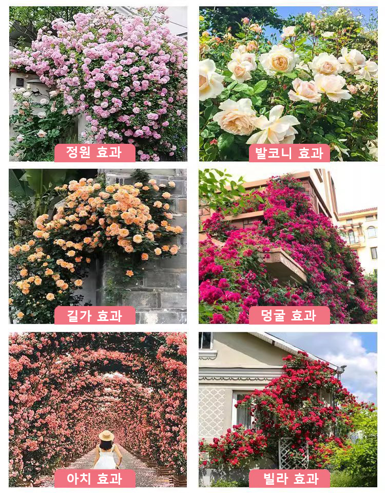 [🌺사계절 파종 덩굴장미 씨앗]10개 49,900원, 생존율, 개화율 99.99%, 재배 방법은 매우 간단하며, 화분에 심거나 걸어둘 수 있습니다.