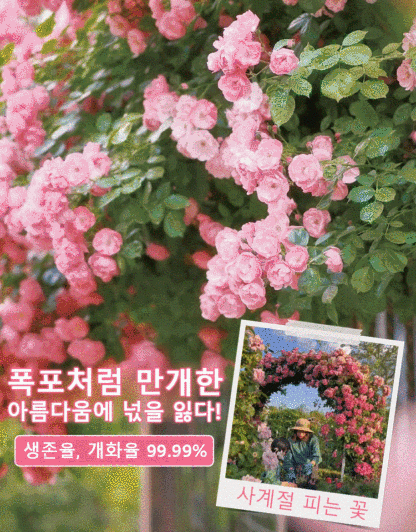 [🌺사계절 파종 덩굴장미 씨앗]10개 49,900원, 생존율, 개화율 99.99%, 재배 방법은 매우 간단하며, 화분에 심거나 걸어둘 수 있습니다.