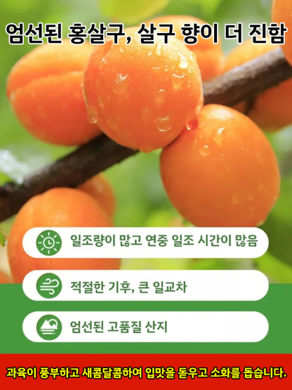 【달콤하고 부드러움】무첨가 씨 없는 말린 홍살구
