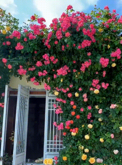 20240814_172423_409.gif