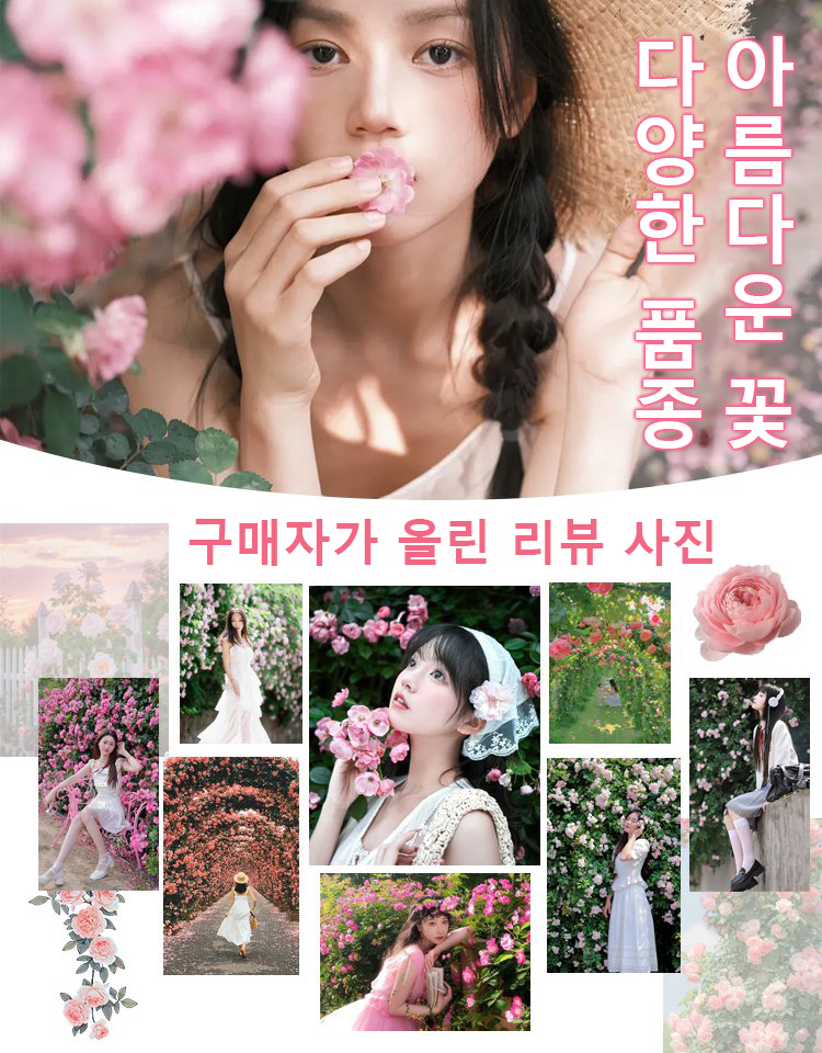 [🌺사계절 파종 덩굴장미 씨앗]10개 49,900원, 생존율, 개화율 99.99%, 재배 방법은 매우 간단하며, 화분에 심거나 걸어둘 수 있습니다.