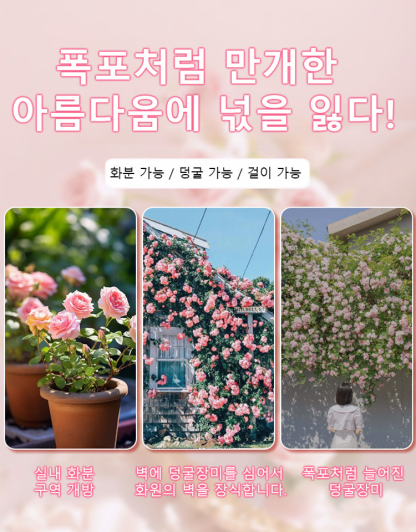 [🌺사계절 파종 덩굴장미 씨앗]10개 49,900원, 생존율, 개화율 99.99%, 재배 방법은 매우 간단하며, 화분에 심거나 걸어둘 수 있습니다.