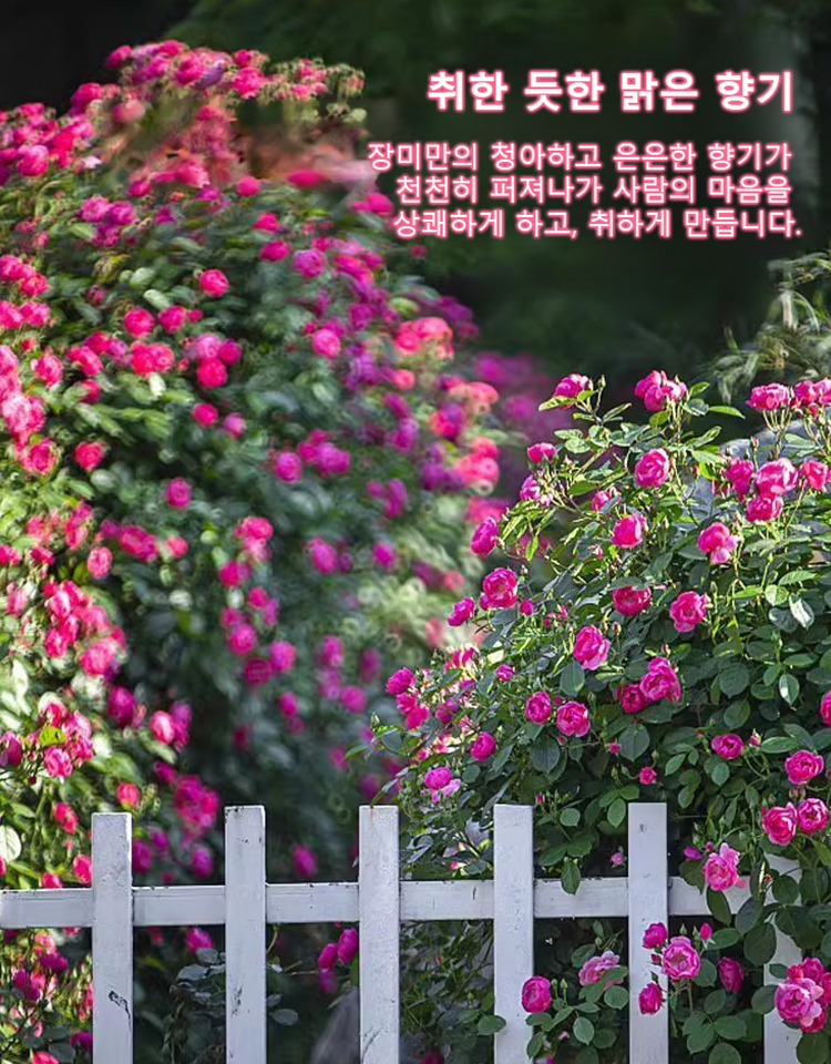 [🌺사계절 파종 덩굴장미 씨앗]10개 49,900원, 생존율, 개화율 99.99%, 재배 방법은 매우 간단하며, 화분에 심거나 걸어둘 수 있습니다.