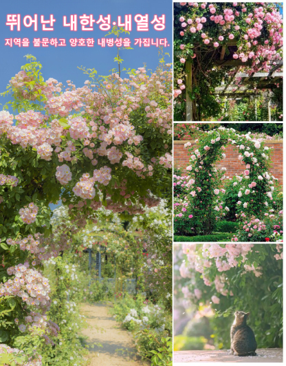 [🌺사계절 파종 덩굴장미 씨앗]10개 49,900원, 생존율, 개화율 99.99%, 재배 방법은 매우 간단하며, 화분에 심거나 걸어둘 수 있습니다.