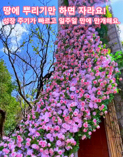 [🌺사계절 파종 덩굴장미 씨앗]10개 49,900원, 생존율, 개화율 99.99%, 재배 방법은 매우 간단하며, 화분에 심거나 걸어둘 수 있습니다.