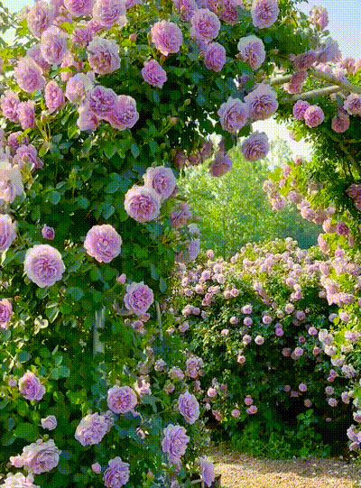 20240814_172423_407.gif