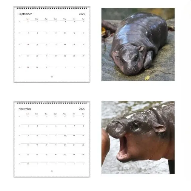 🔥Moo Deng Calendar | Trendy Viral Christmas Gift