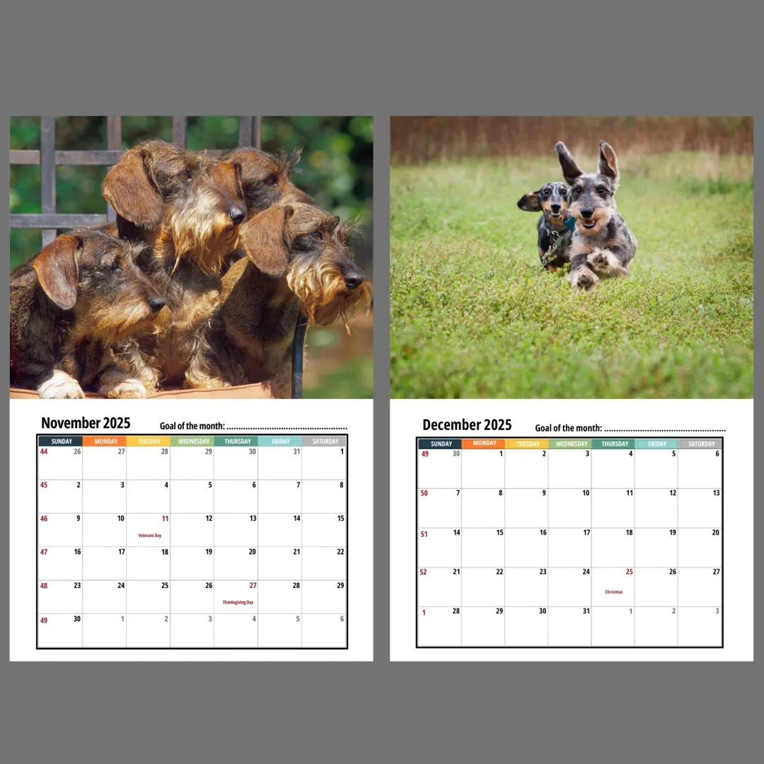 🦴🐶2025 Dachshund Wall Calendar