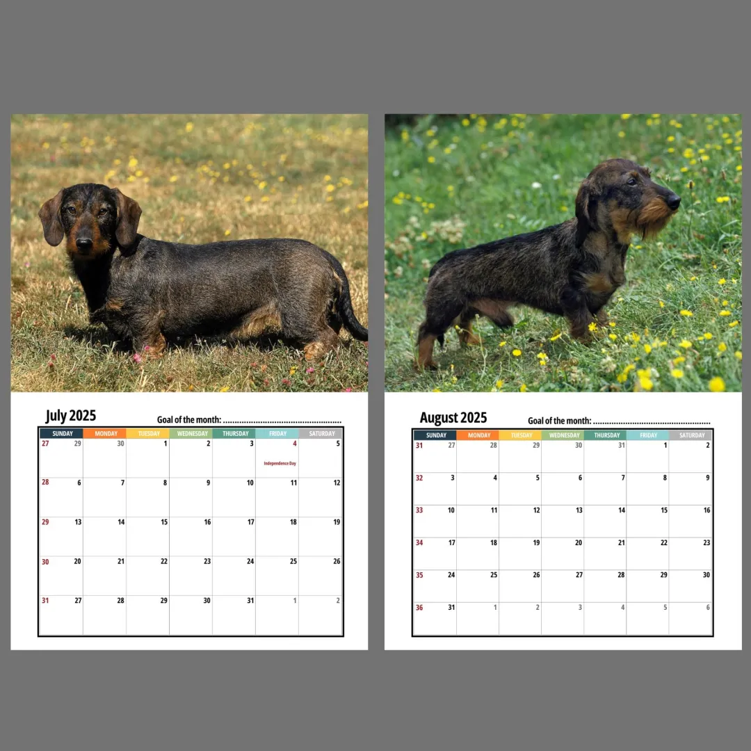 🦴🐶2025 Dachshund Wall Calendar