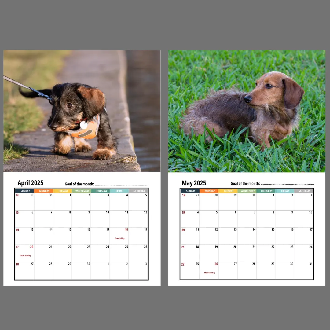 🦴🐶2025 Dachshund Wall Calendar