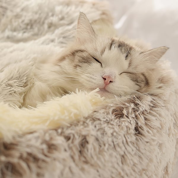💥 40% Off Best-selling in Winter 💥Furry Pet Sleeping Nest for Autumn and Winter 🐾💤