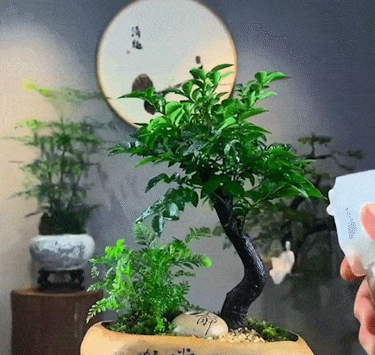 翻译件-JC-珍稀禅意小叶紫檀-1147890_06-1.gif