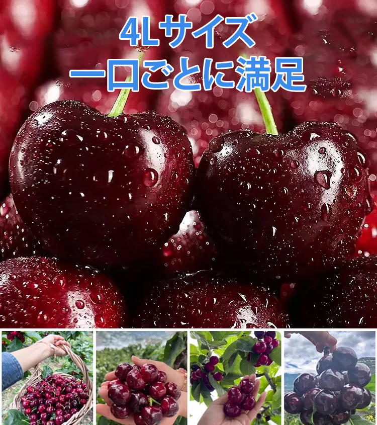 チリ輸入サクランボの種