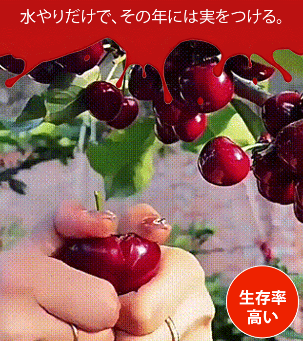 チリ輸入サクランボの種