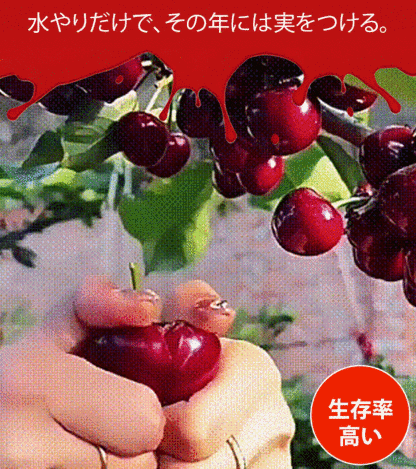 チリ輸入サクランボの種