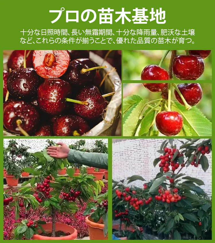 チリ輸入サクランボの種