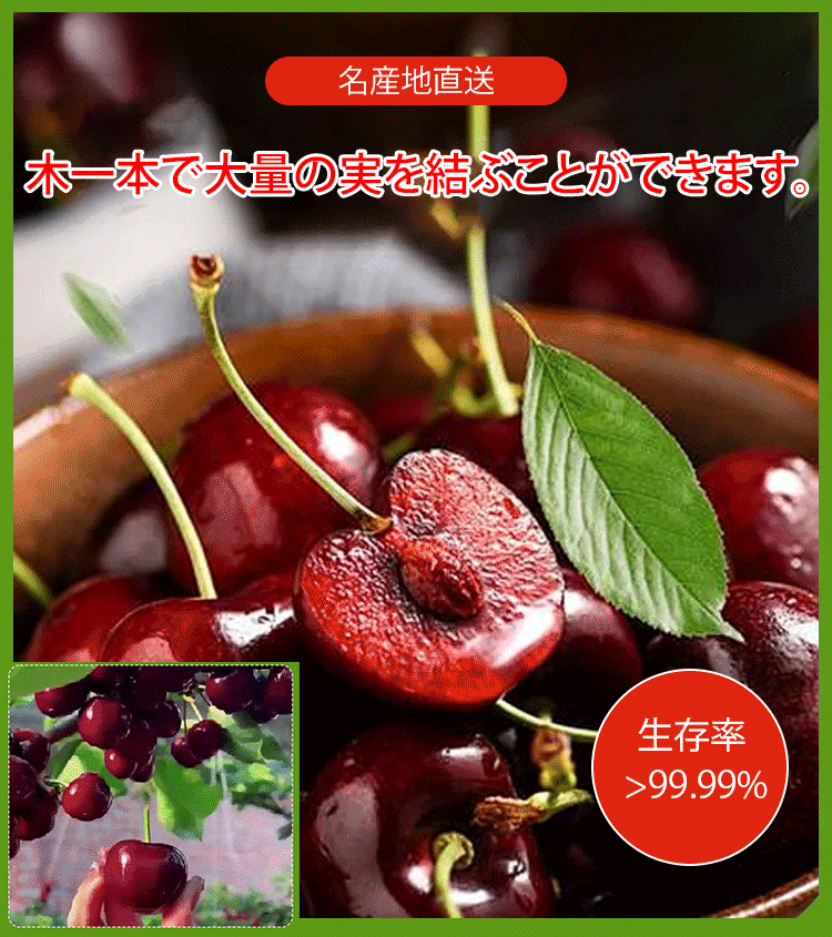 チリ輸入サクランボの種