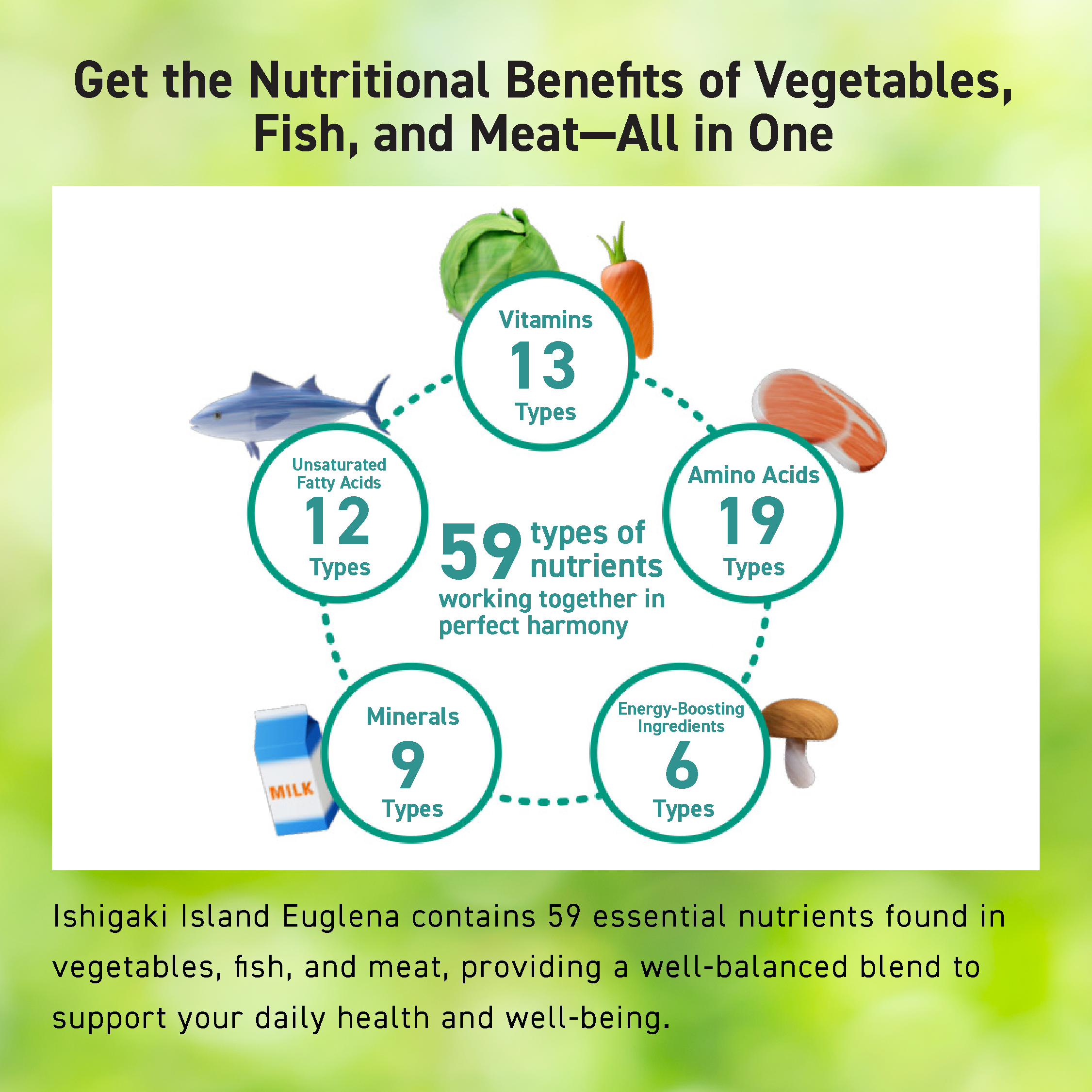 THE EUGLENA POWDER PLUS LACTOBACILLUS