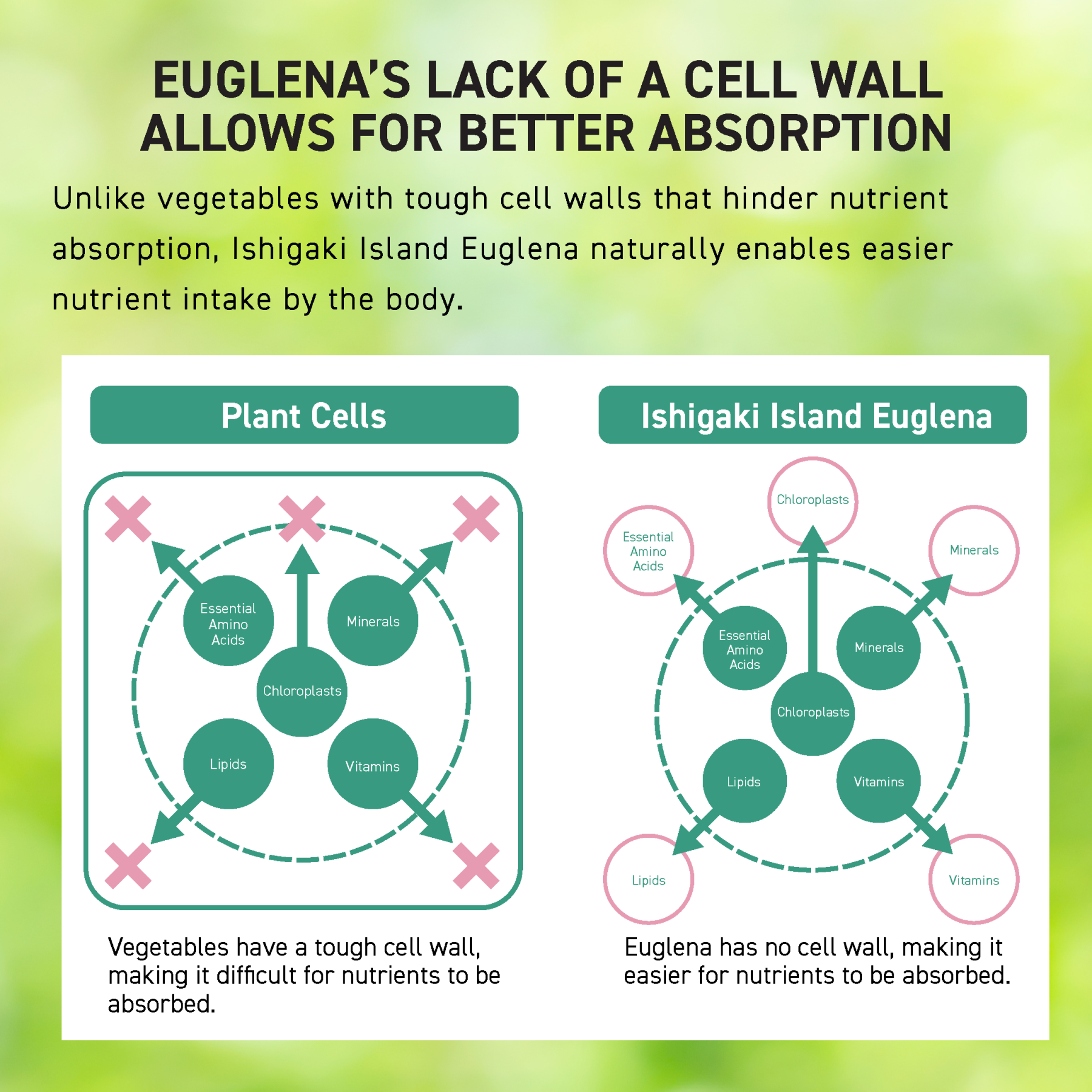 THE EUGLENA POWDER PLUS LACTOBACILLUS