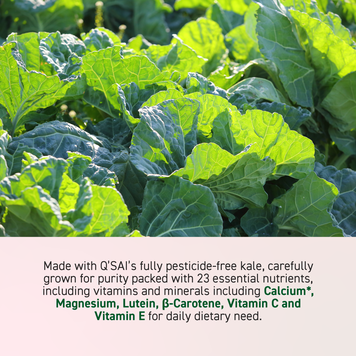 KALE & GRASS-FED MILK PROTEIN