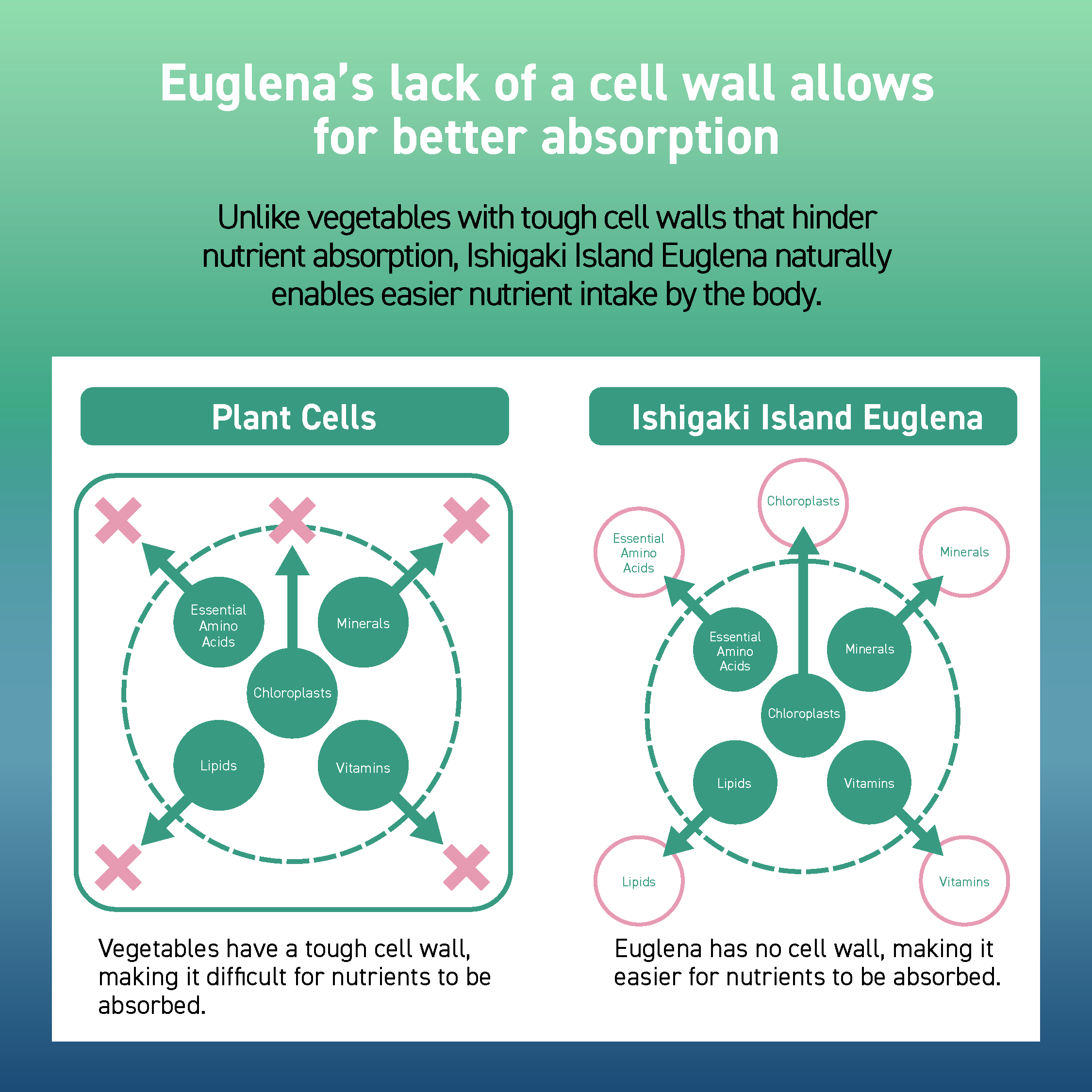 SLEEP AID + FATIGUE & STRESS SUPPORT