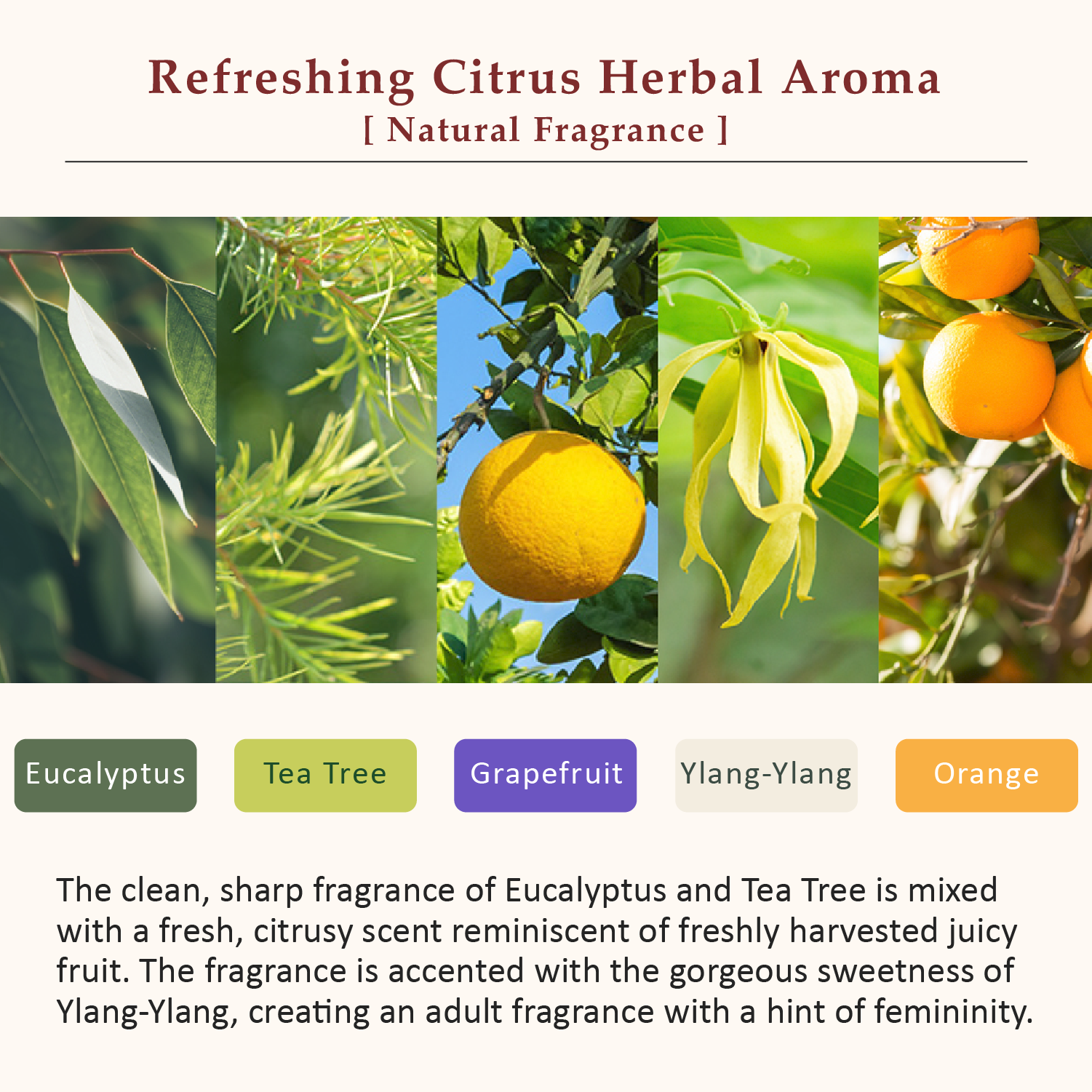 La CASTA AROMA ESTHE SCALP CLEANSING REFINE