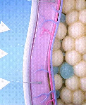 JP-504417-JL-高腰收腹内裤女-秦丹_16.gif
