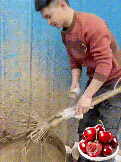 アメリカンチェリーの苗木