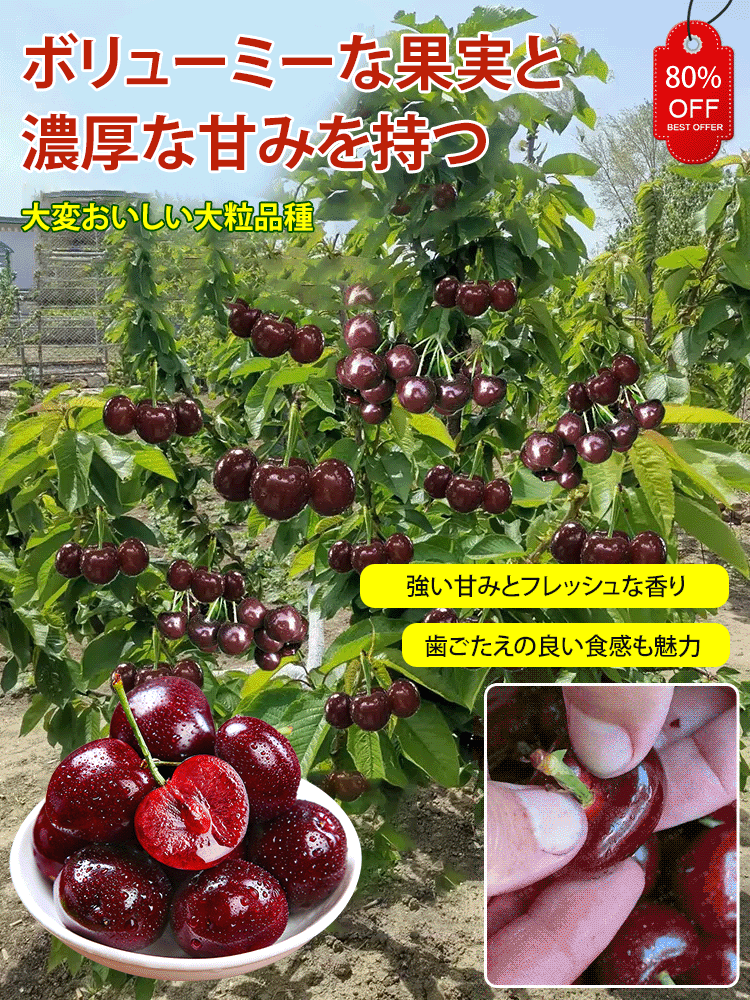 アメリカンチェリーの苗木