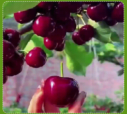 99_10.gif