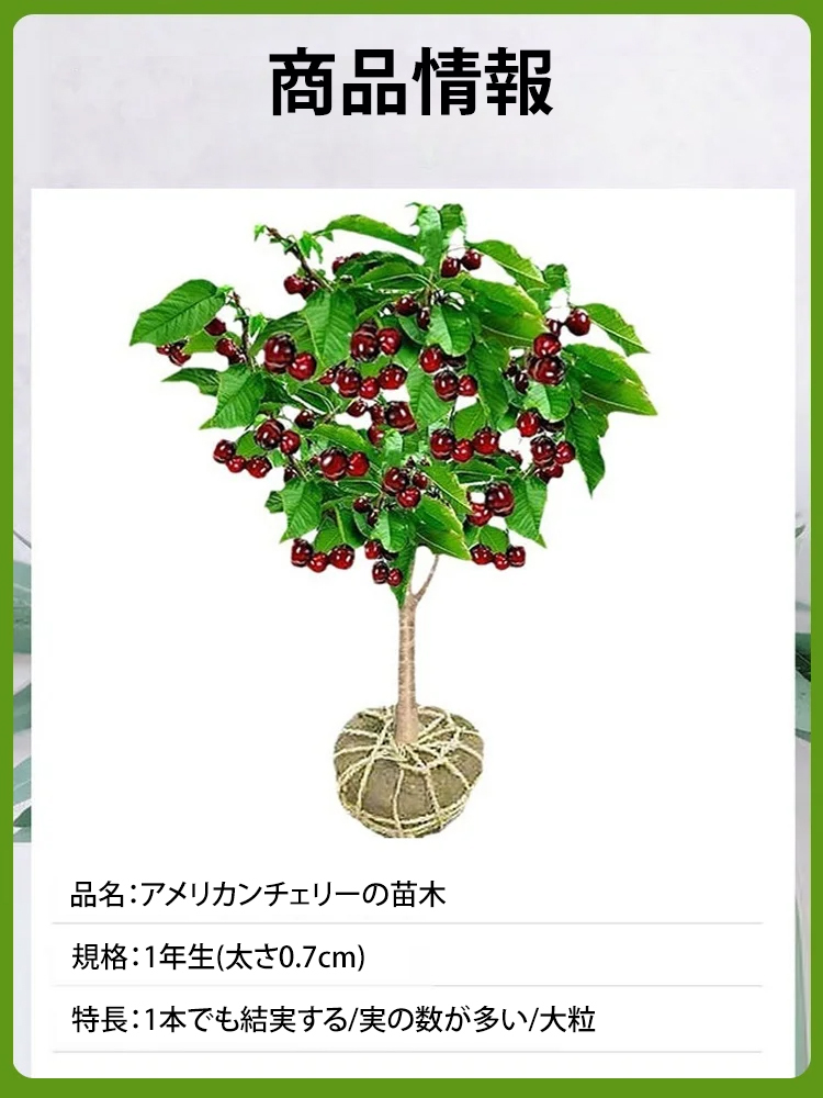 アメリカンチェリーの苗木
