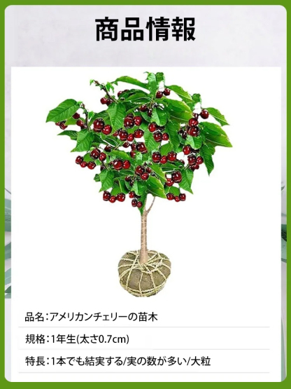 アメリカンチェリーの苗木