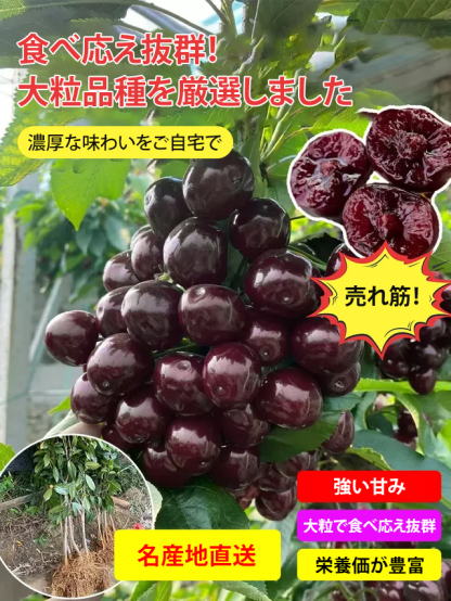アメリカンチェリーの苗木