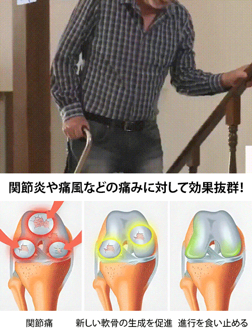 アメリカンチェリーの苗木