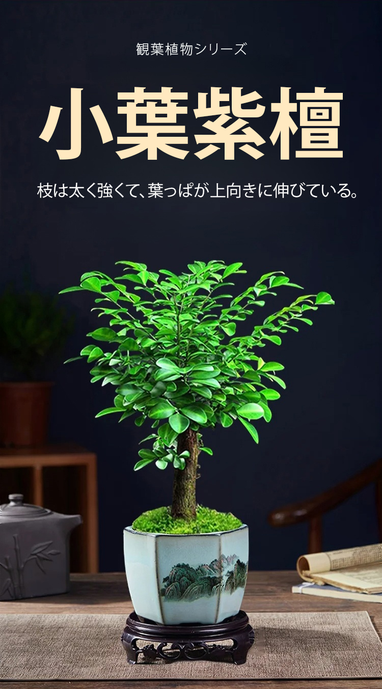 翻译件-JC-珍稀禅意小叶紫檀-1147890_03.jpg
