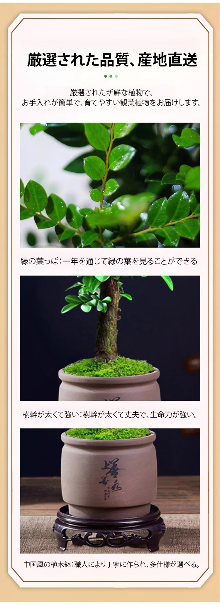 翻译件-JC-珍稀禅意小叶紫檀-1147890_12.jpg