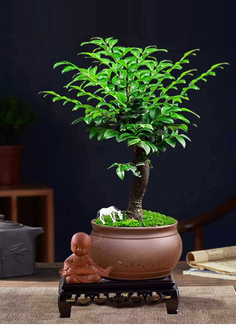 翻译件-JC-珍稀禅意小叶紫檀-1147890_11-5-6.jpg
