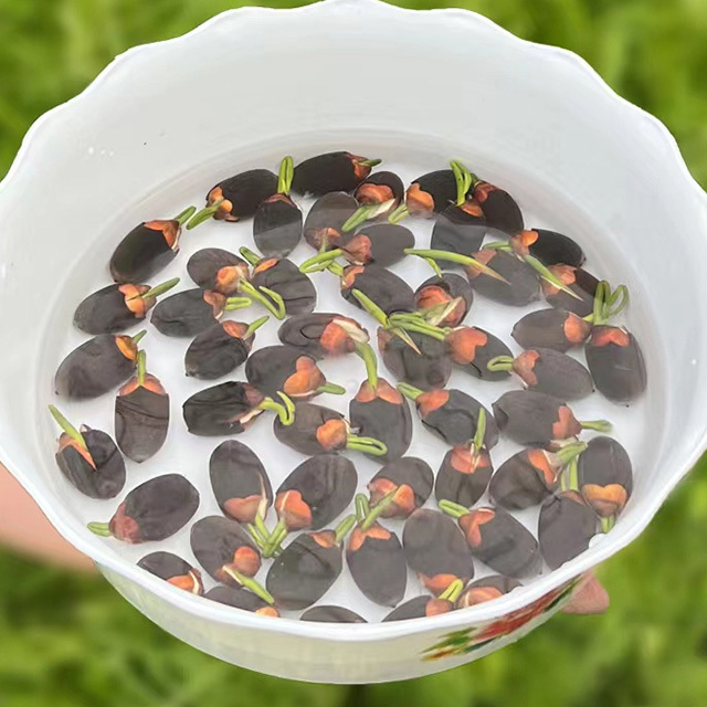 「富と繁栄をもたらす」茶碗蓮の種