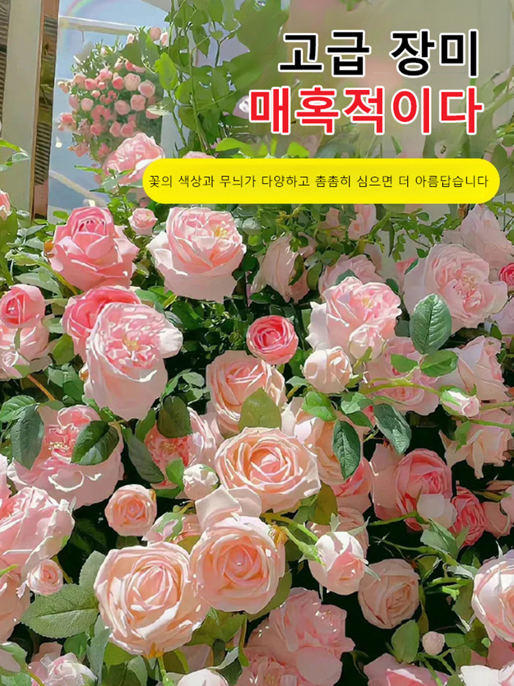 꽃과 다채로운 장미 씨앗을 뿌리다