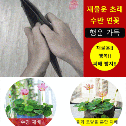 【재물운 초래】관상용 수반 연꽃