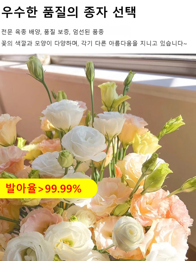 꽃과 다채로운 장미 씨앗을 뿌리다