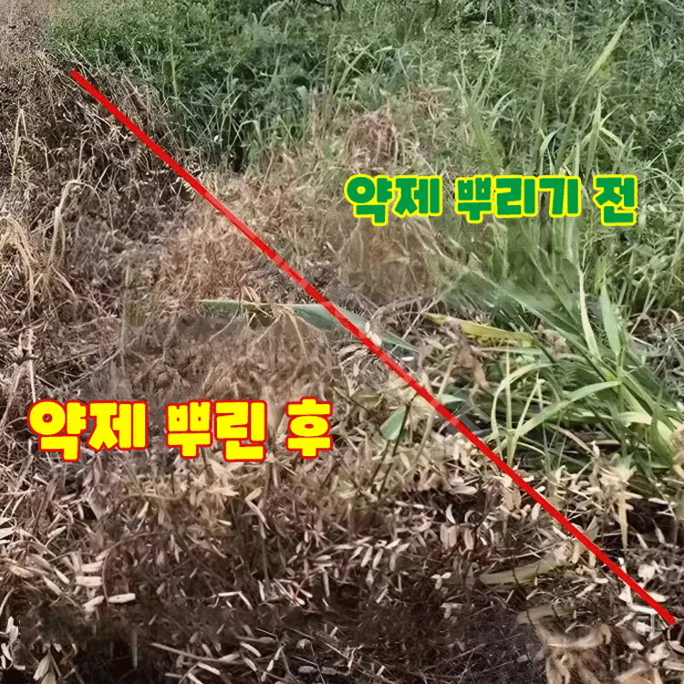 【식물 성장 고수】고농도 옥살아민 제초제