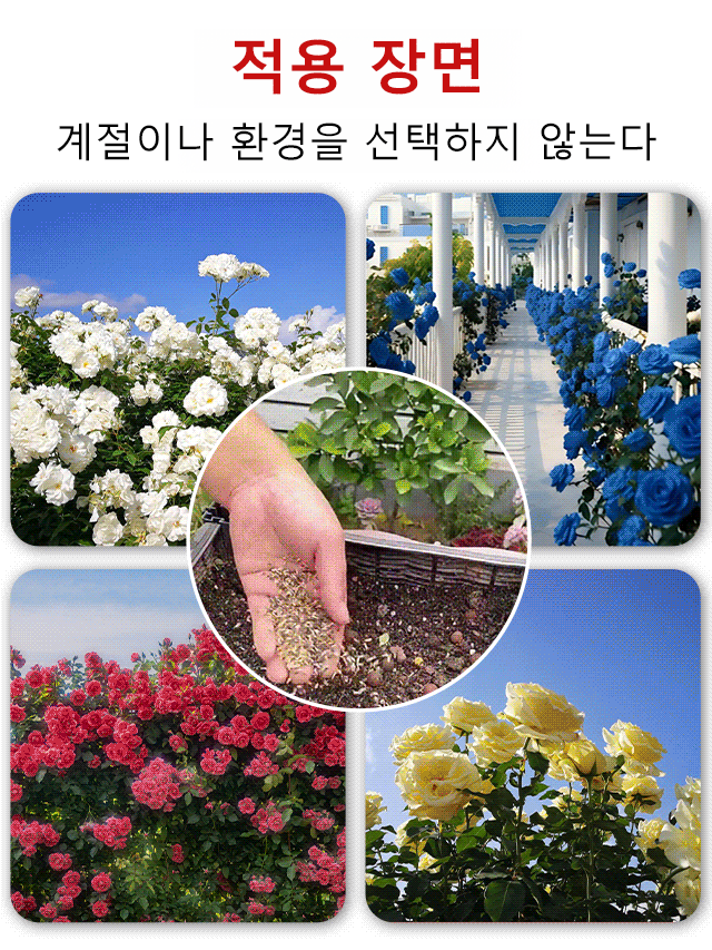 꽃과 다채로운 장미 씨앗을 뿌리다
